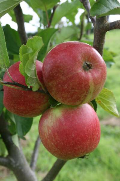 Apples on the tree
