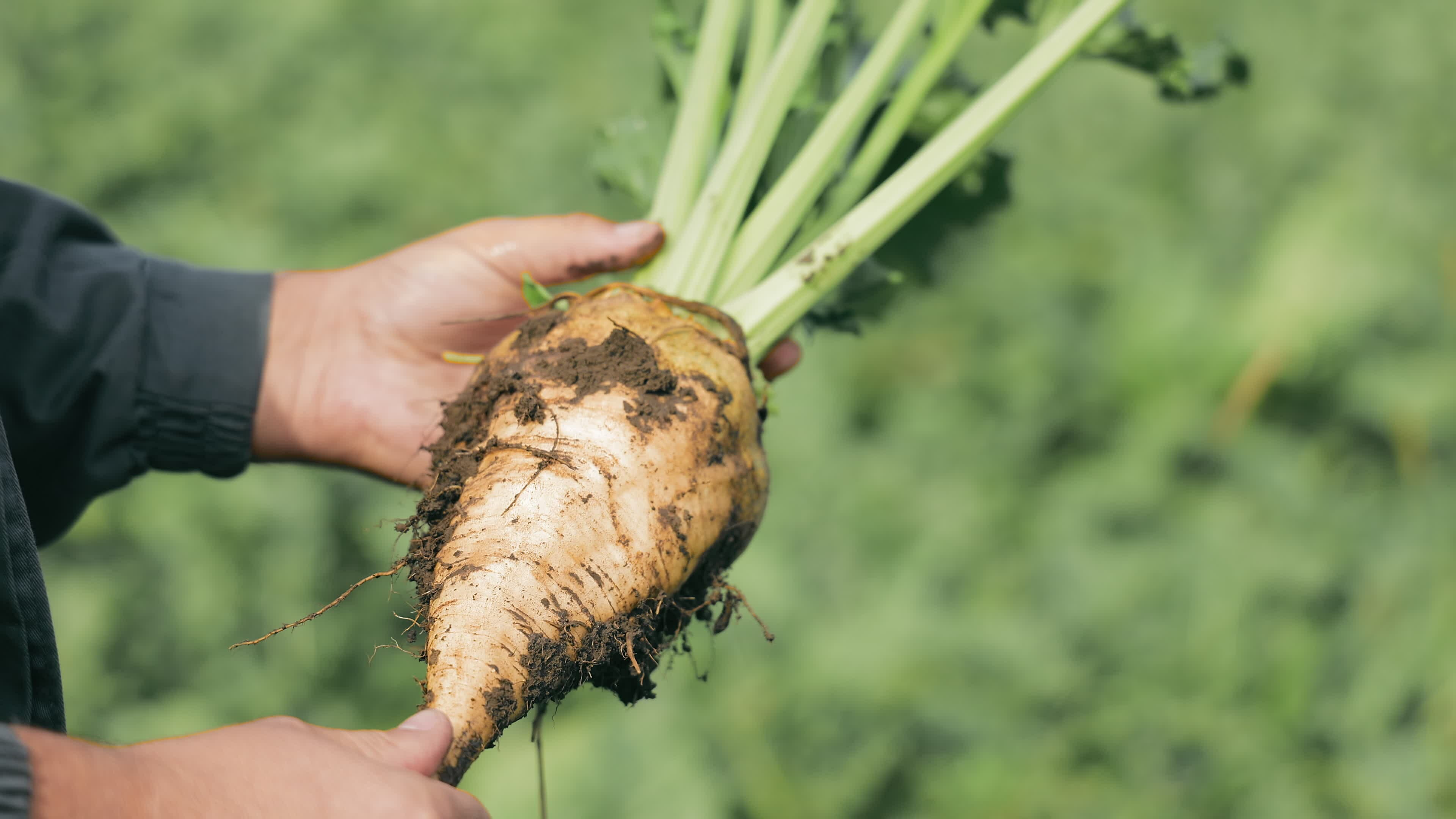 Sugarbeet harvest